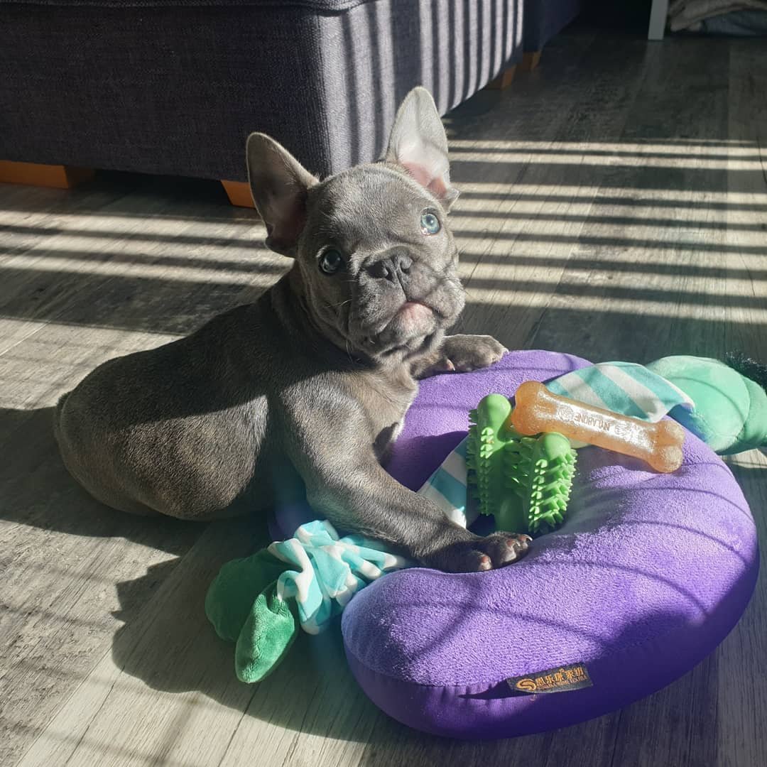 french bulldog