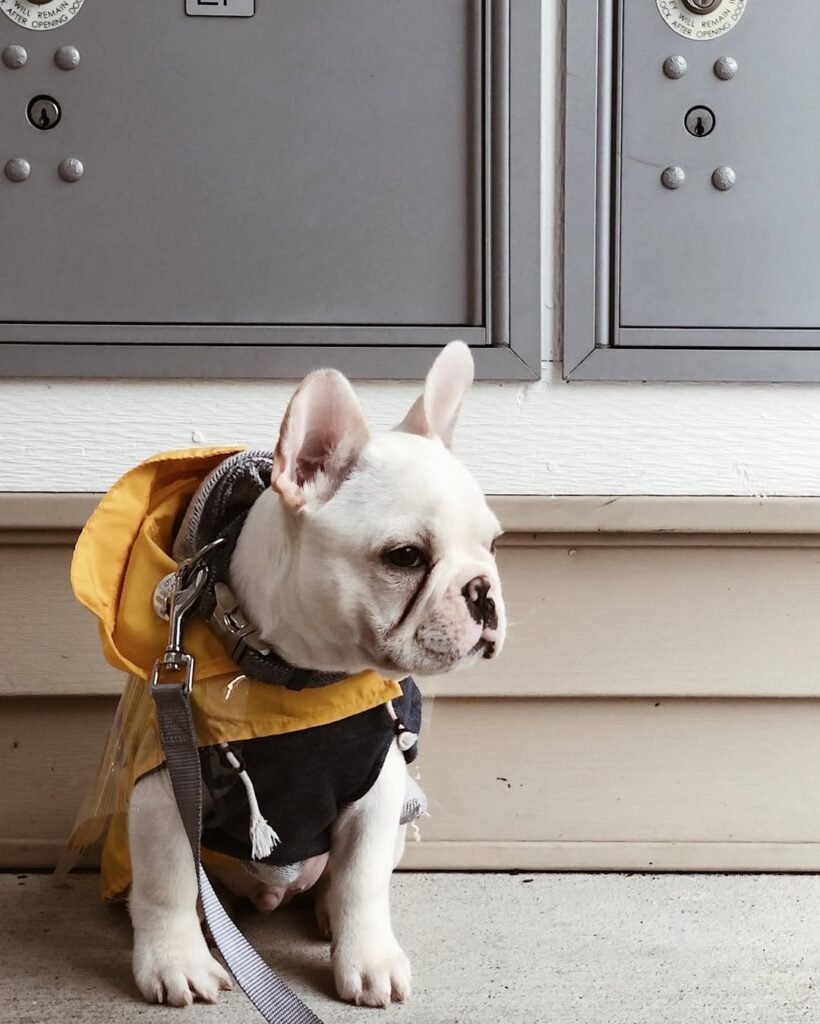french Bulldog