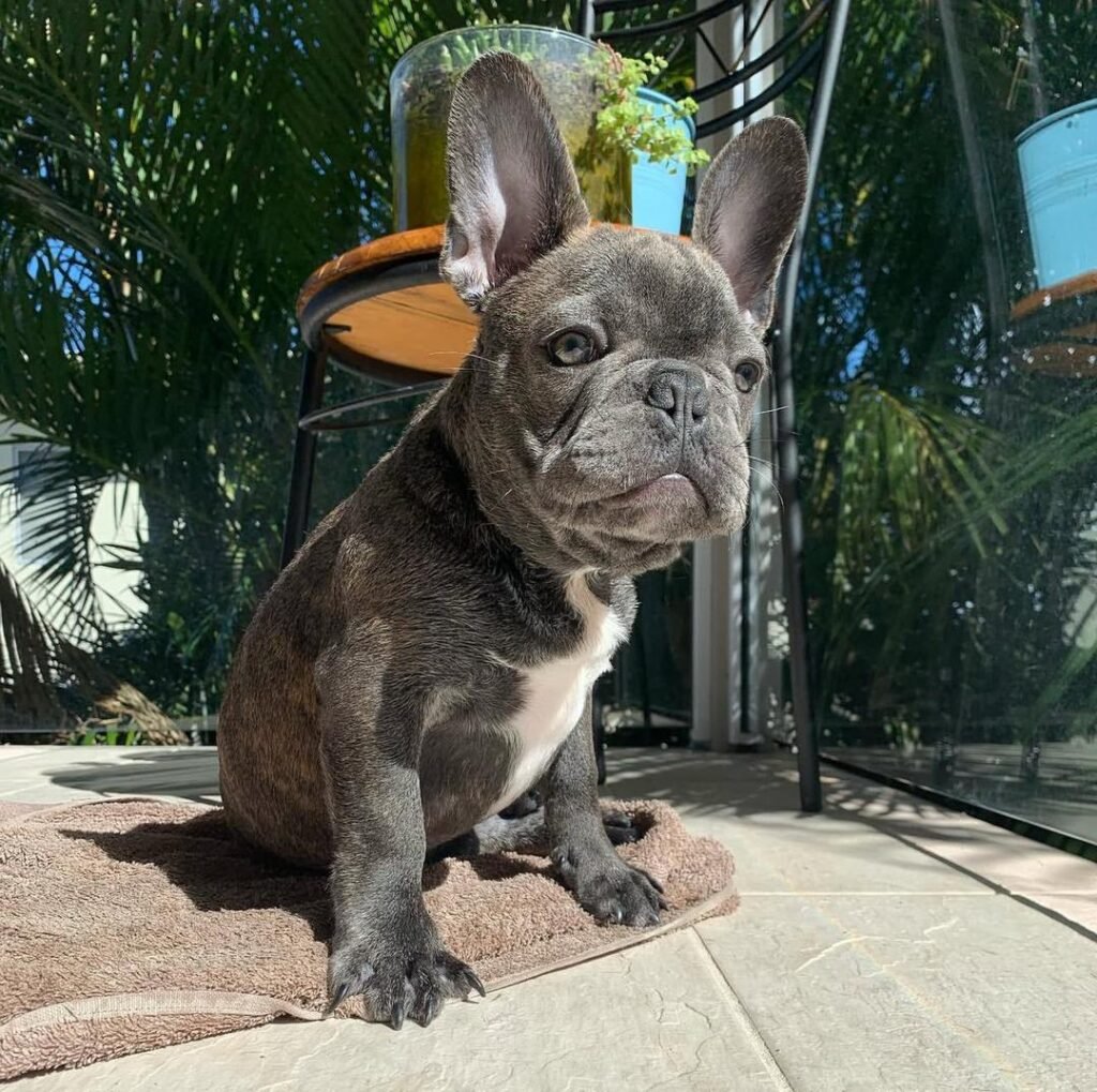 french bulldog