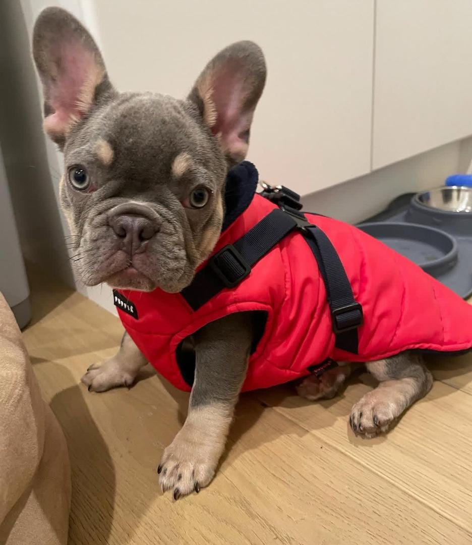French Bulldog puppies