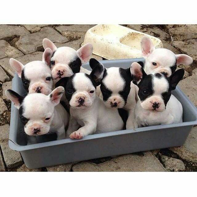 Frenchies