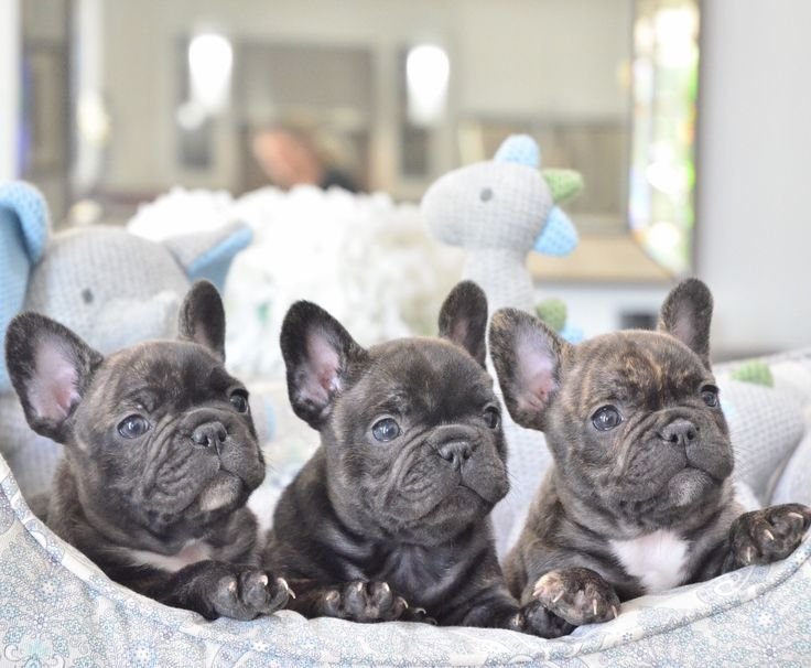 reputable French Bulldog breeder