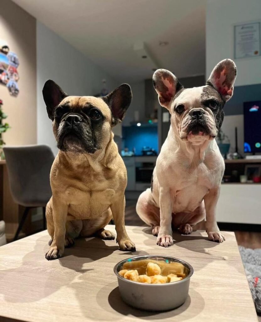 Frenchie puppy