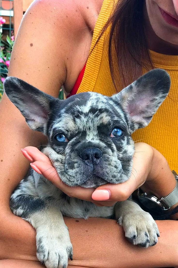 healthy Frenchie puppy for sale in the USA