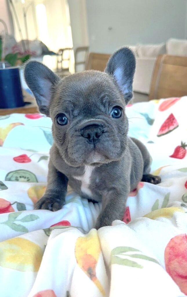 Are French Bulldogs Hypoallergenic?